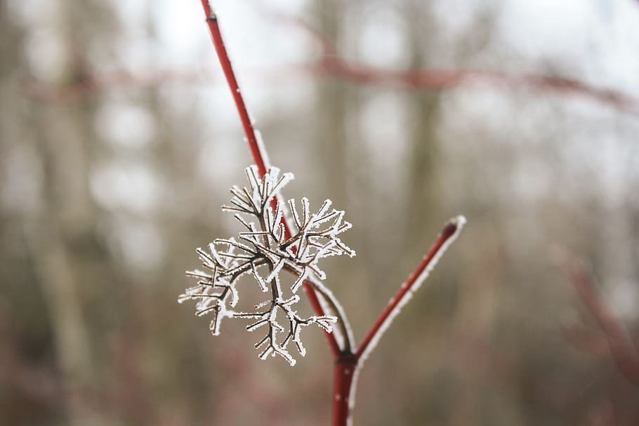 snowflake, twig, plant, branch, tree, red, winter, forest, field HD wallpaper