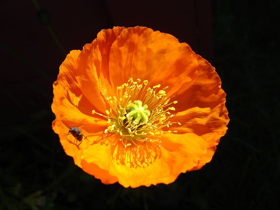 flower, flue, insect, summer, petal, beauty in nature, flowering plant HD wallpaper