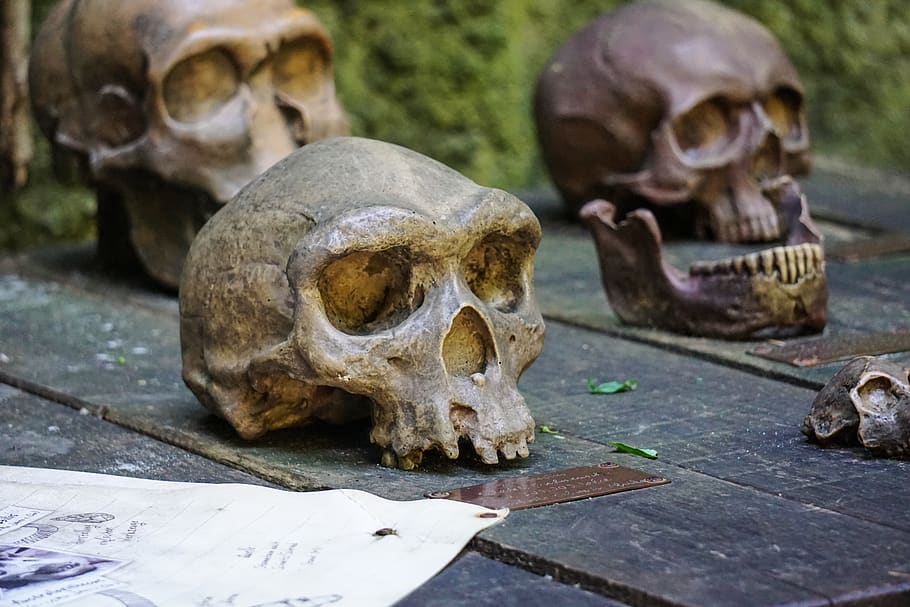 ape, skull, skeleton, wood, bone, skull bone, dead, death, skull and crossbones HD wallpaper