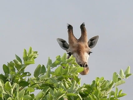 africa, botswana, okavango delta, giraffe, safari, giraffes HD wallpaper