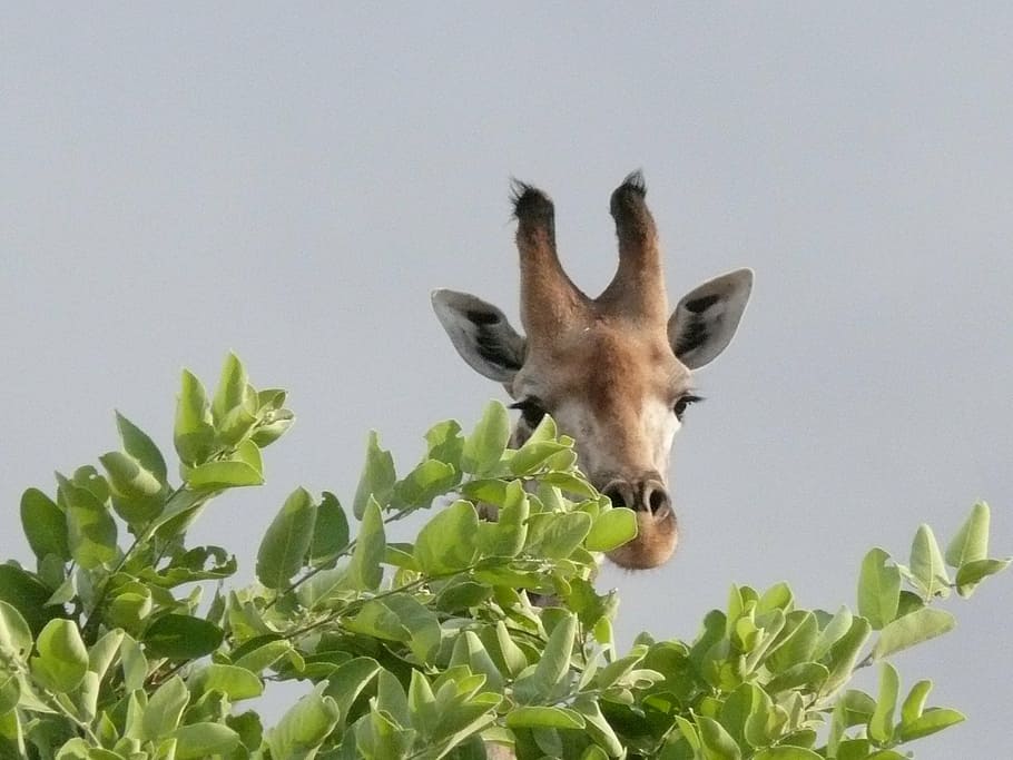 africa, botswana, okavango delta, giraffe, safari, giraffes HD wallpaper