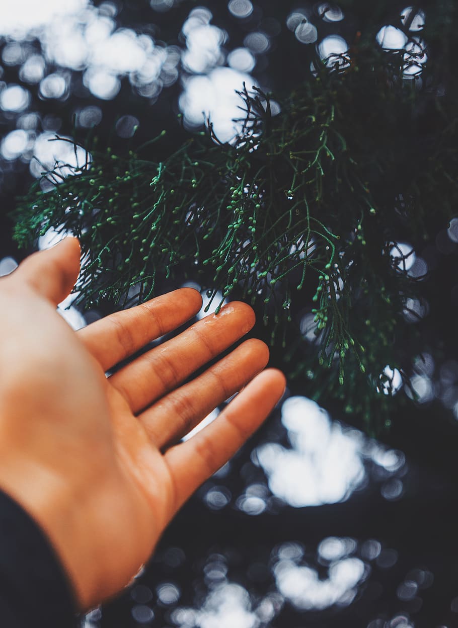 hand, palm, bokeh, blur, green, human hand, human body part HD wallpaper