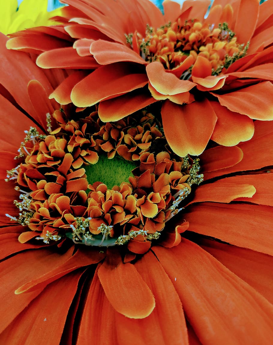 orange, african, daisies, flower, flowering plant, beauty in nature HD wallpaper
