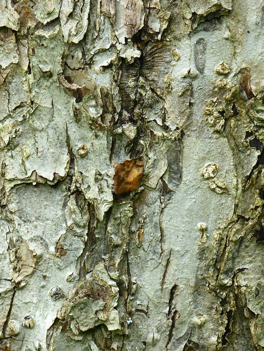 Bark, Apple Tree, Tribe, fruit tree, close, leaf, textured HD wallpaper
