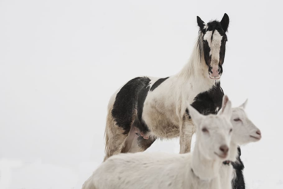 horse, white, black, grasshopper, stallion, irish cob, mare HD wallpaper