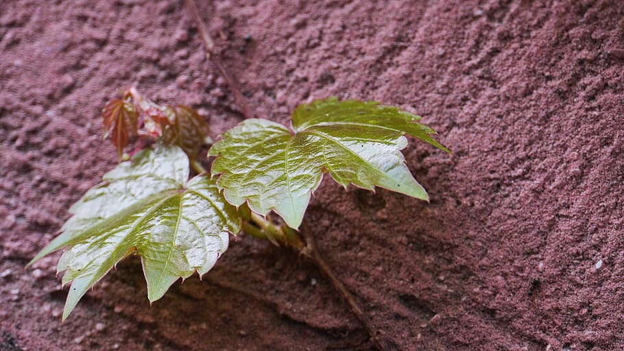 leaf, plants, nature, incheon, this type, plant part, close-up HD wallpaper