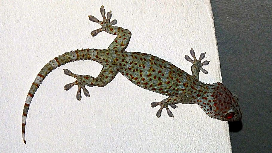 gecko, tokhe, lizard, reptile, animal, wildlife, nature, one animal HD wallpaper