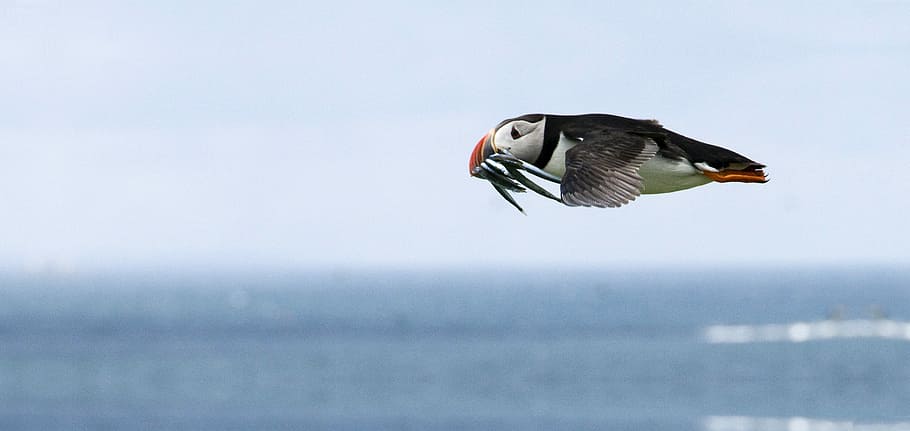 Flying Puffin with fish in mouth, avian, Bird, feeding, photos, HD wallpaper