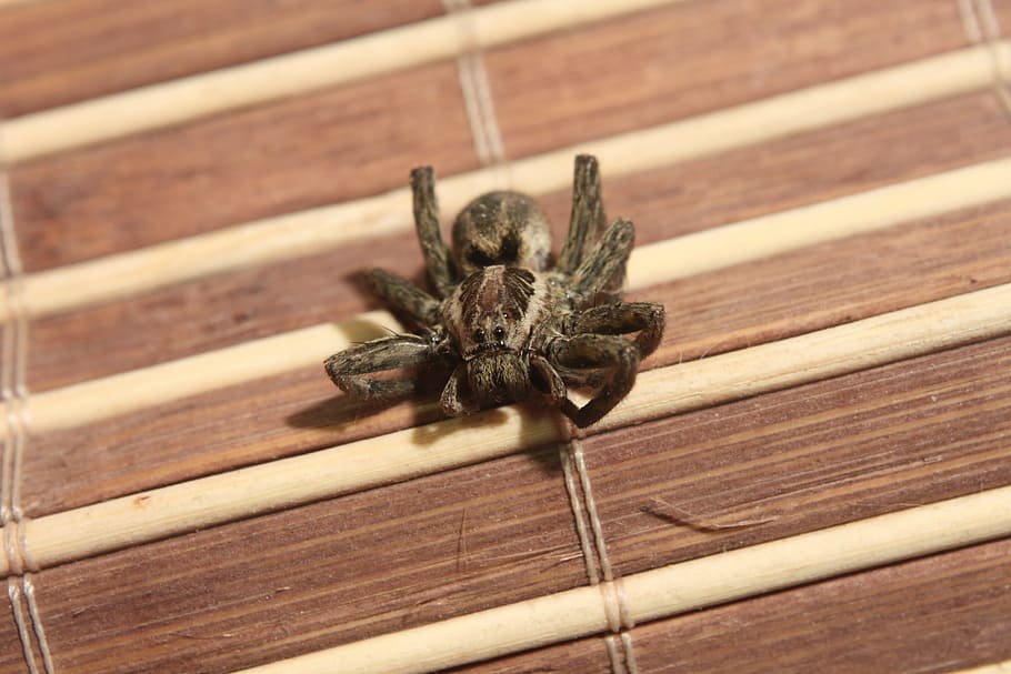 arachnids, araneae, big, spider, venom, insects, invertebrate HD wallpaper
