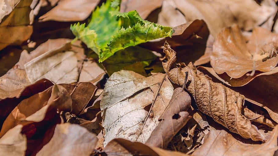 leaf, nature, dry, green, brown, plant part, leaves, change HD wallpaper