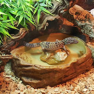 Leopard Gecko, Water, Mack, Snow, green, face, madagascar gecko HD wallpaper