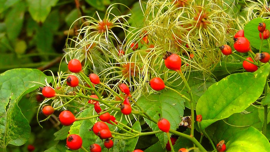wild, rose hip, nature, herbs, autumn, plant, red, blossom HD wallpaper