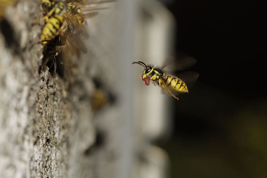 HD wallpaper: Hive, Compound, Wing, Probe, Yellow, the hive, striped ...