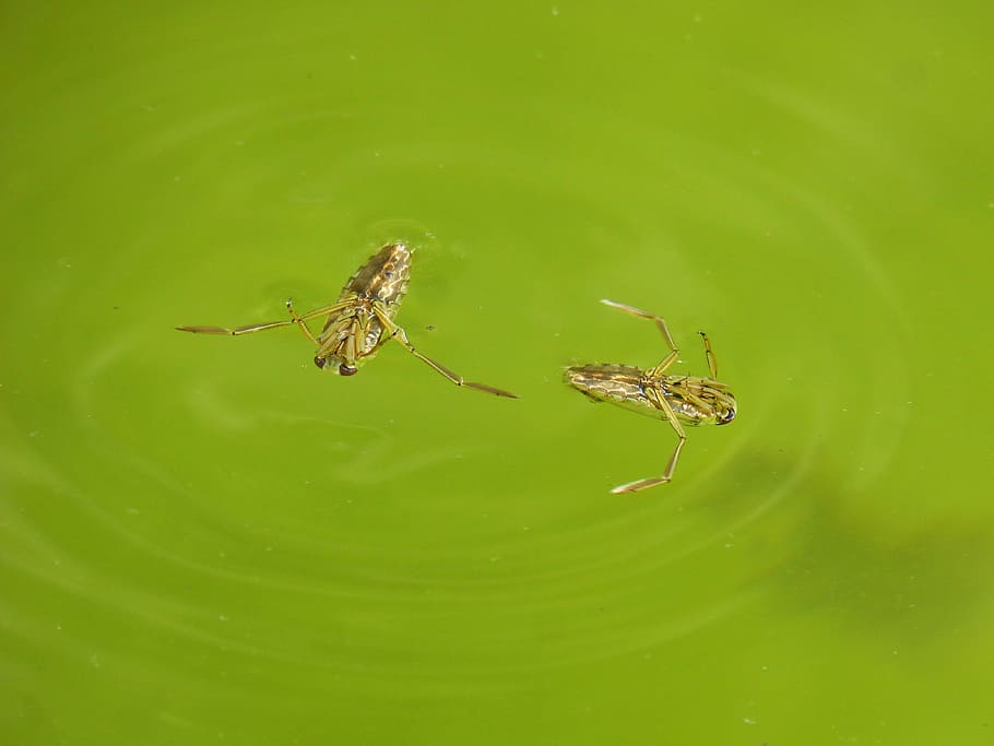 notonecta, raft, pond, bed bug water, animal themes, animal wildlife HD wallpaper