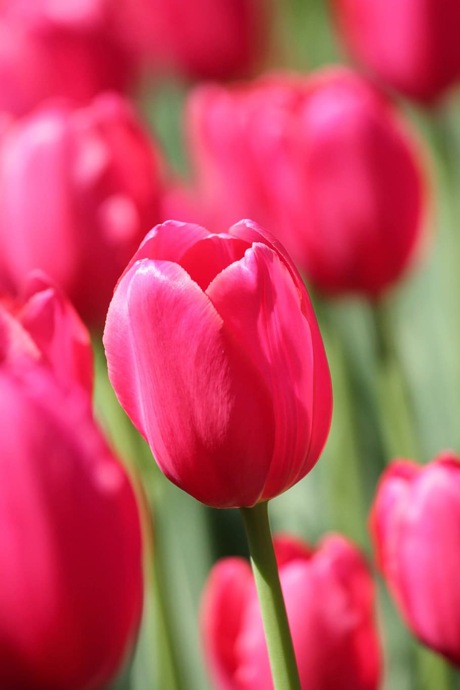 tulip, pink, flower, spring, flowering plant, beauty in nature HD wallpaper