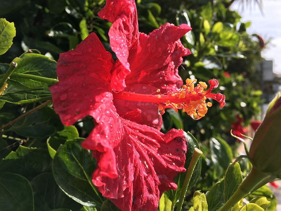Hibiscus, Flower, Red, Rose, flowers, love, natural, have, portugal HD wallpaper
