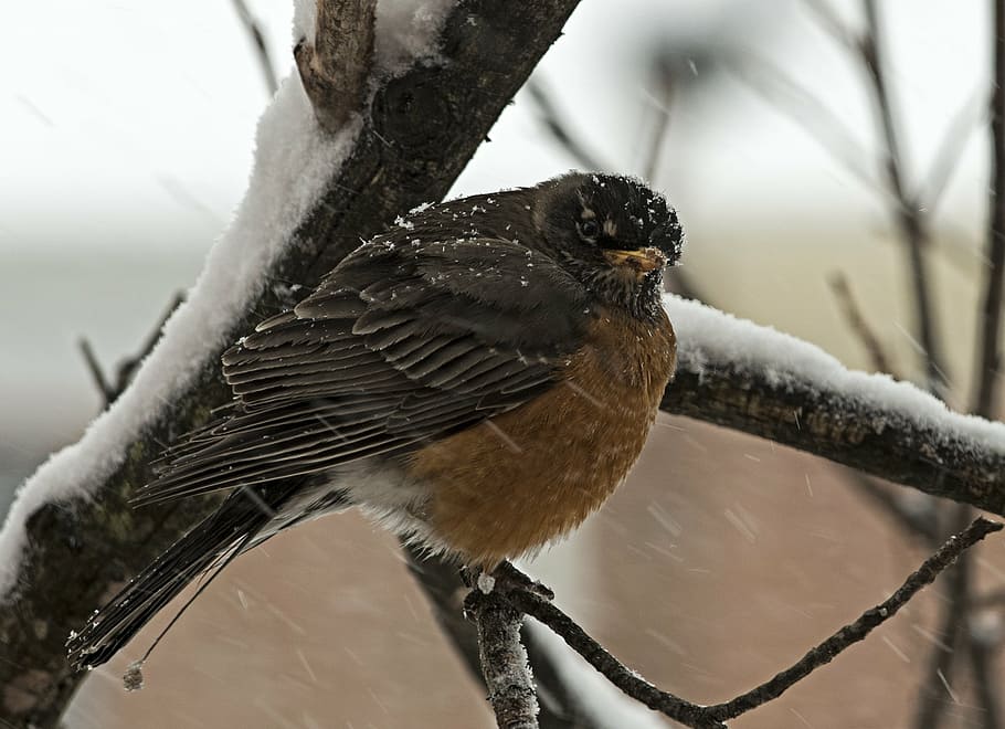robin, bird, virginia, winter, cold, tree, wild, feather, outdoor HD wallpaper