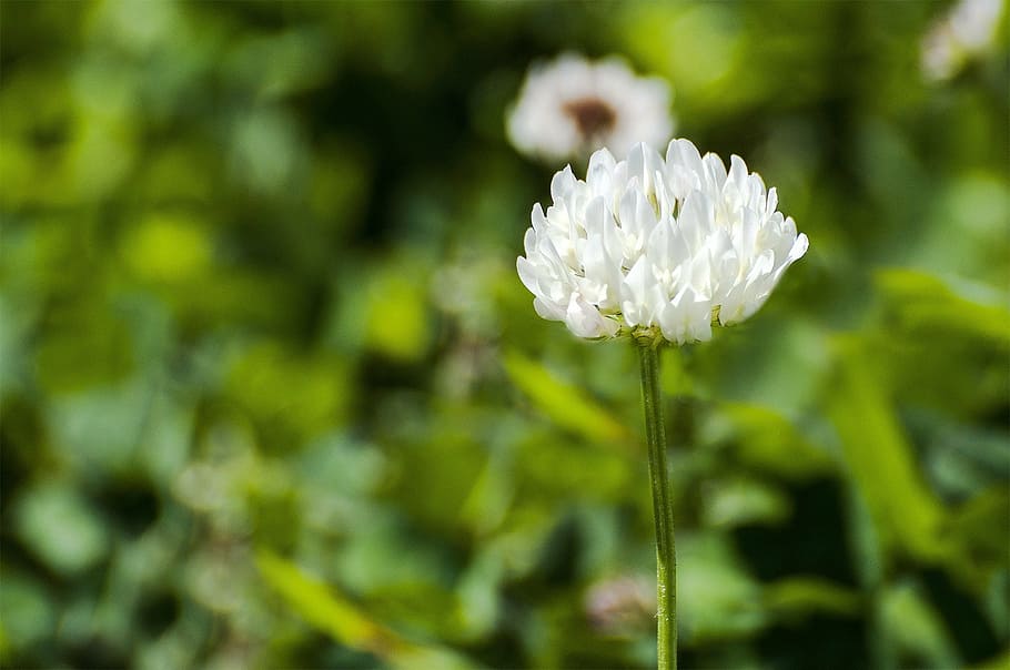 flower, micro, nature, plant, flowering plant, beauty in nature HD wallpaper
