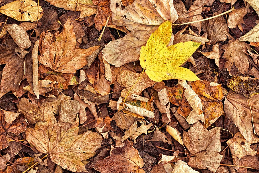leaves, autumn, withered, yellow, brown, fall foliage, golden autumn HD wallpaper