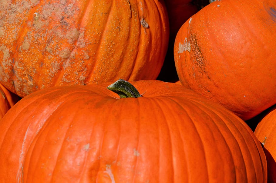 pumpkin, fruit, orange, autumn, cucurbita maxima, choose, large HD wallpaper