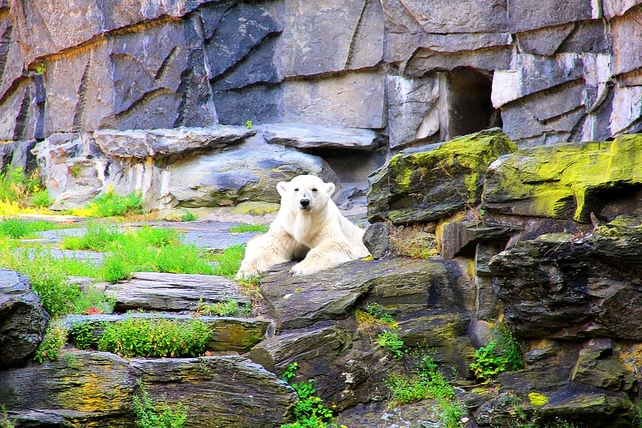 polar bear, enclosure, bear enclosure, zoo, animal, nature conservation HD wallpaper