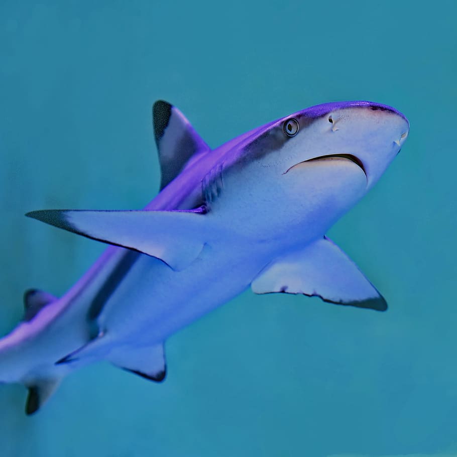 photo of gray and white shark, photo of gray and white shark underwater HD wallpaper