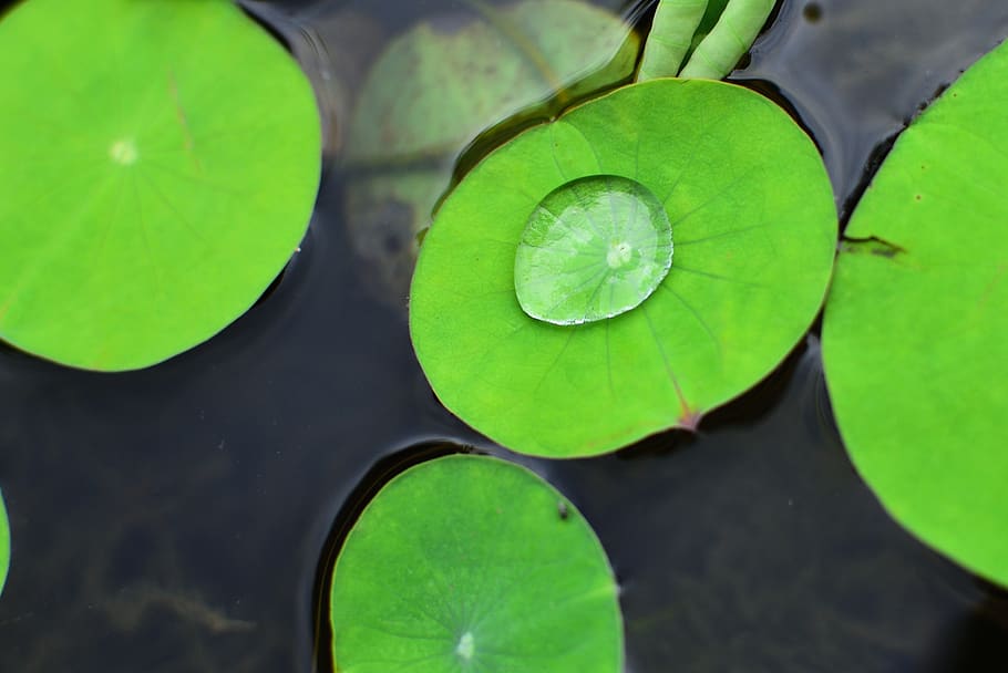 plant, aquatic plants, leaf, green color, plant part, water HD wallpaper