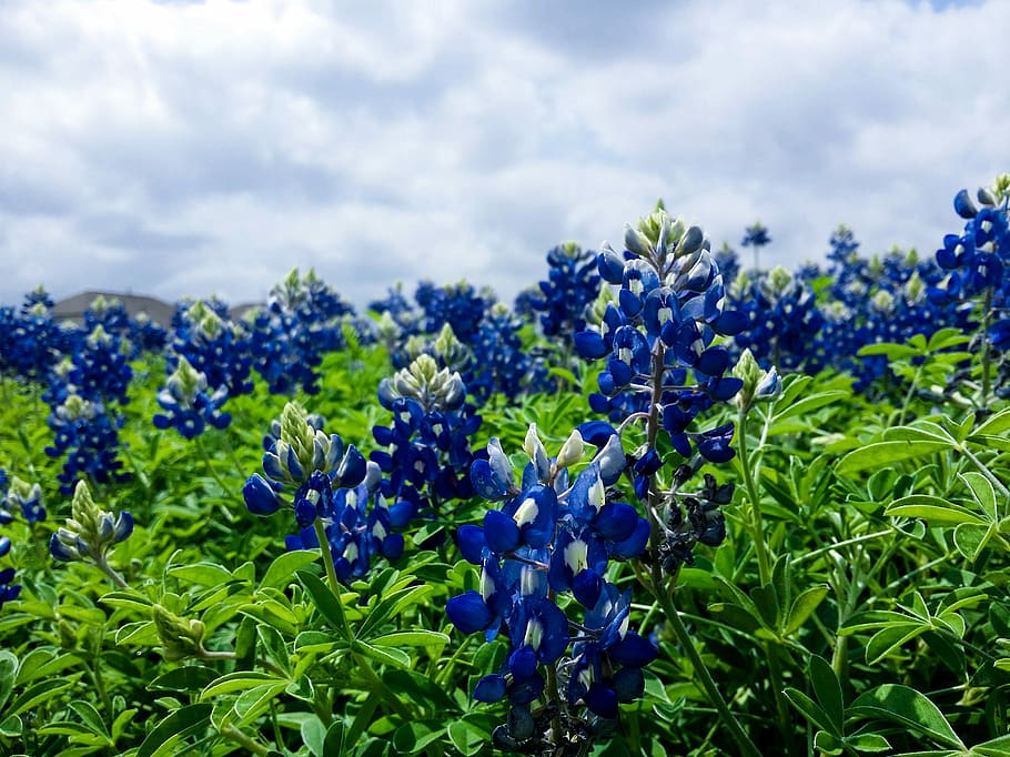 blue and green flowers under blue sky during day time, nature HD wallpaper