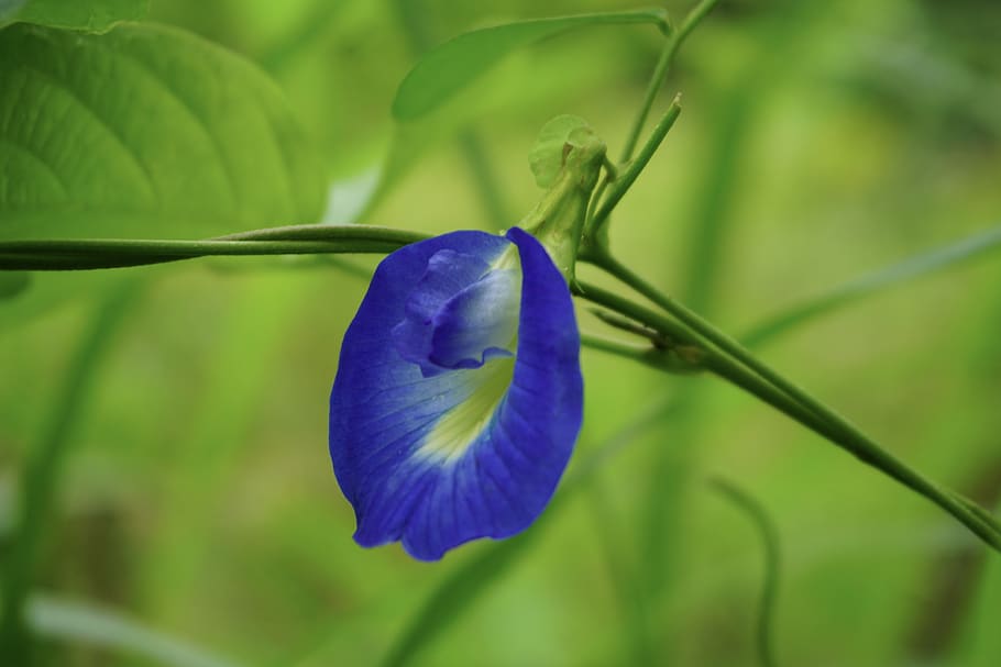 purple, flower, single, green, greenery, plant, flowering plant HD wallpaper