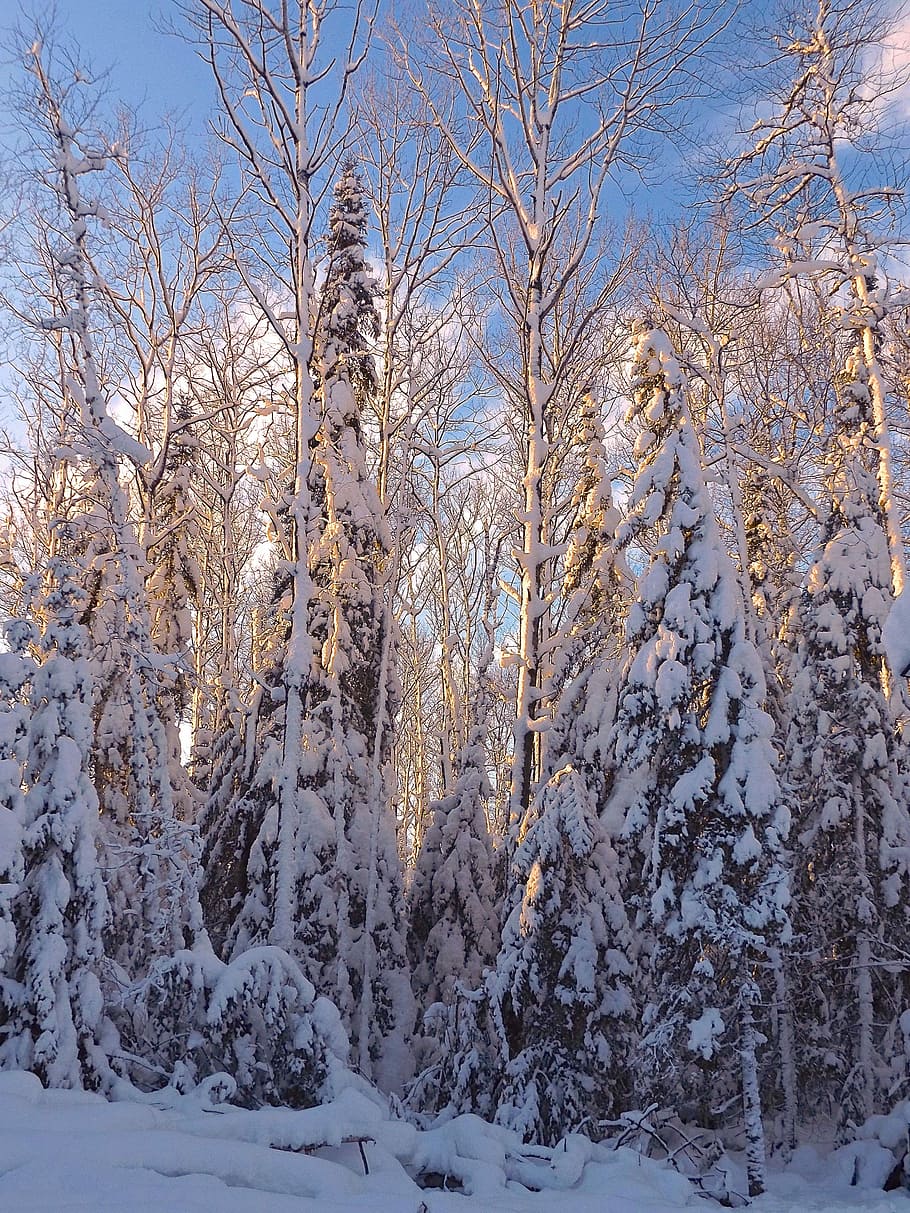 Winter, Snow, Cold, Season, Nature, outdoors, forest, seasonal HD wallpaper
