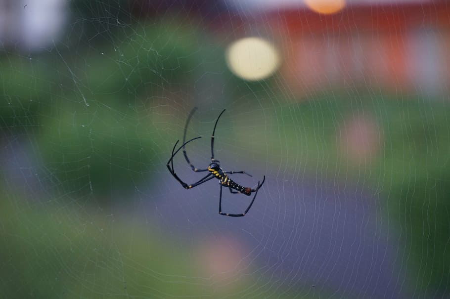 spider, small, web, wild, nature, insect, invertebrate, animals in the wild HD wallpaper