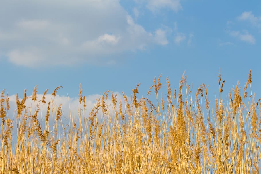 Reed, Cloud, Aquatic Plant, sky, landscape, lakeside, rest HD wallpaper