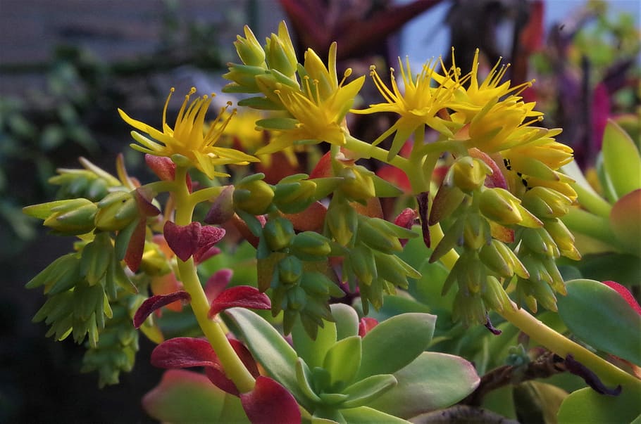 flowers, yellow, bloom, spring flowers, yellow flower, plant HD wallpaper