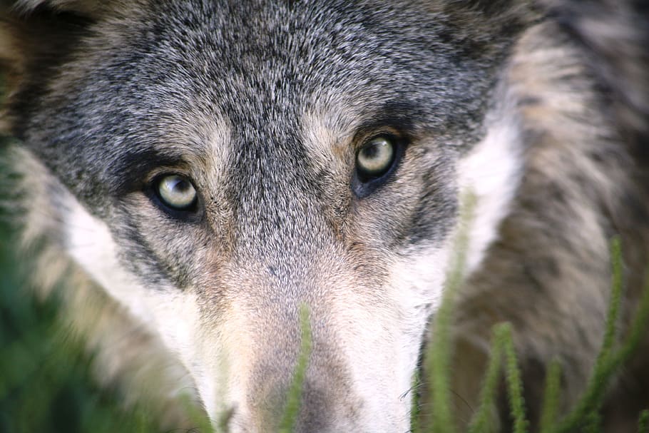 focus photo of gray wolf, animal, dog, fox, mammal, wild animal HD wallpaper