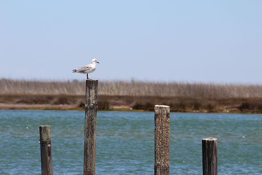 water, nature, sea, sky, seagull, bird, animal, vertebrate HD wallpaper