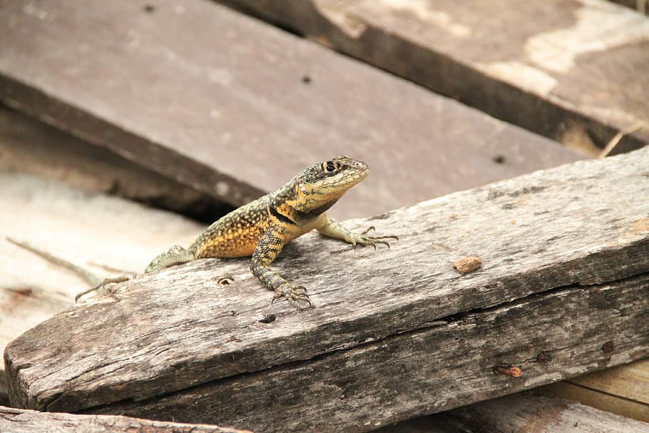 lizard, salamander, reptile, wood, animal themes, animal wildlife HD wallpaper