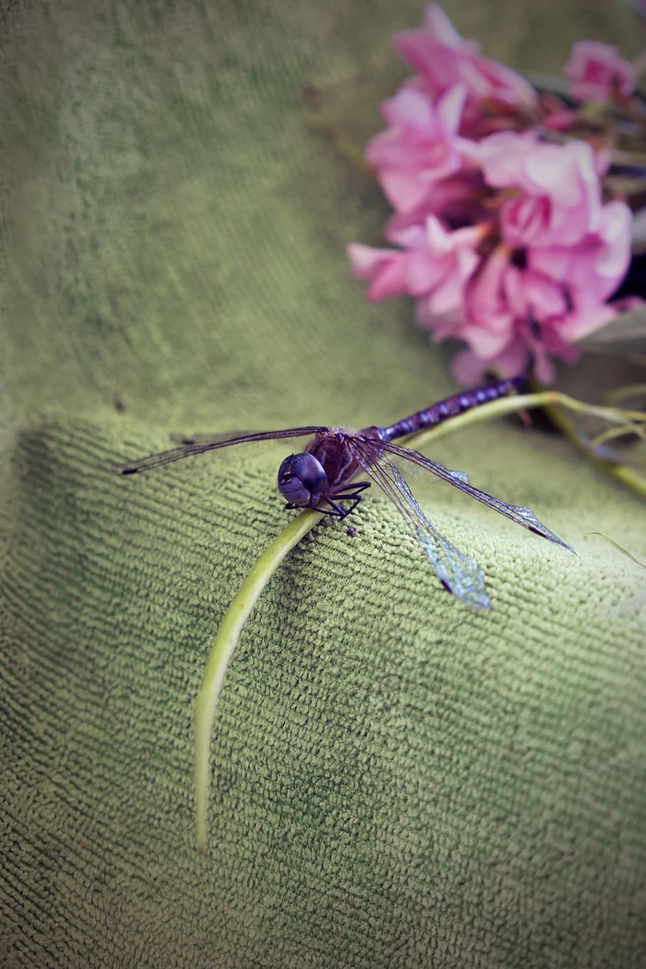 dragonfly, bug, insect, flowers, plants, wings, flowering plant HD wallpaper