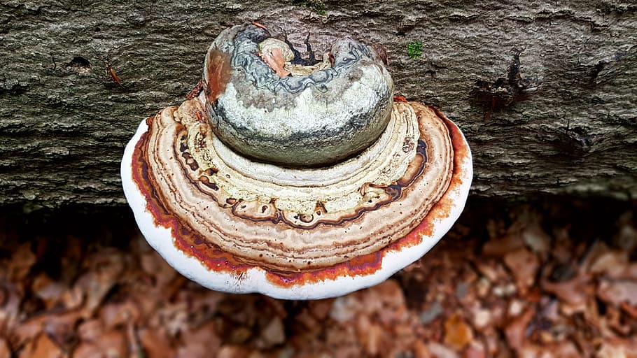 brown and white mushroom, tree fungus, log, bark, forest, forest floor HD wallpaper