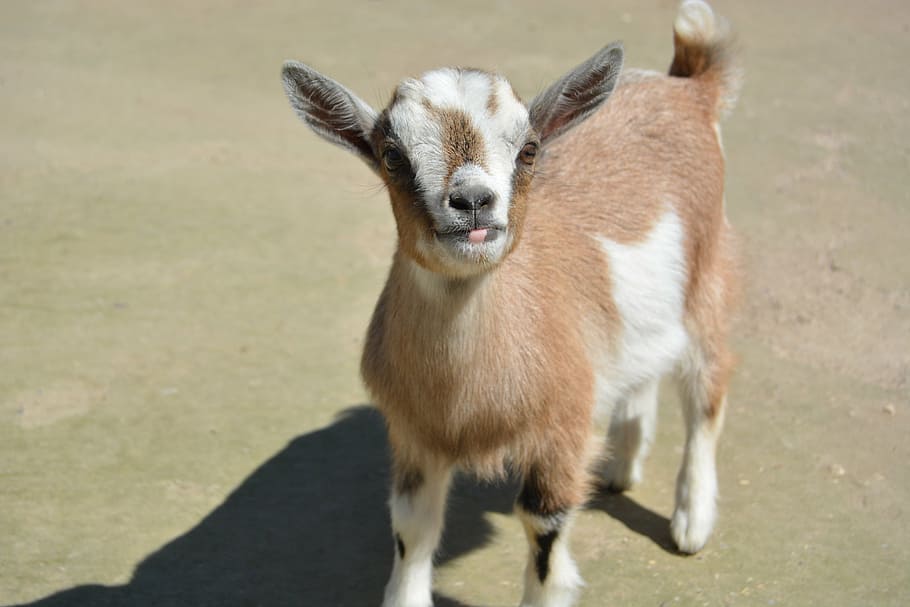 zoo, goat, young goat, kid, goat baby, animal, animal themes HD wallpaper