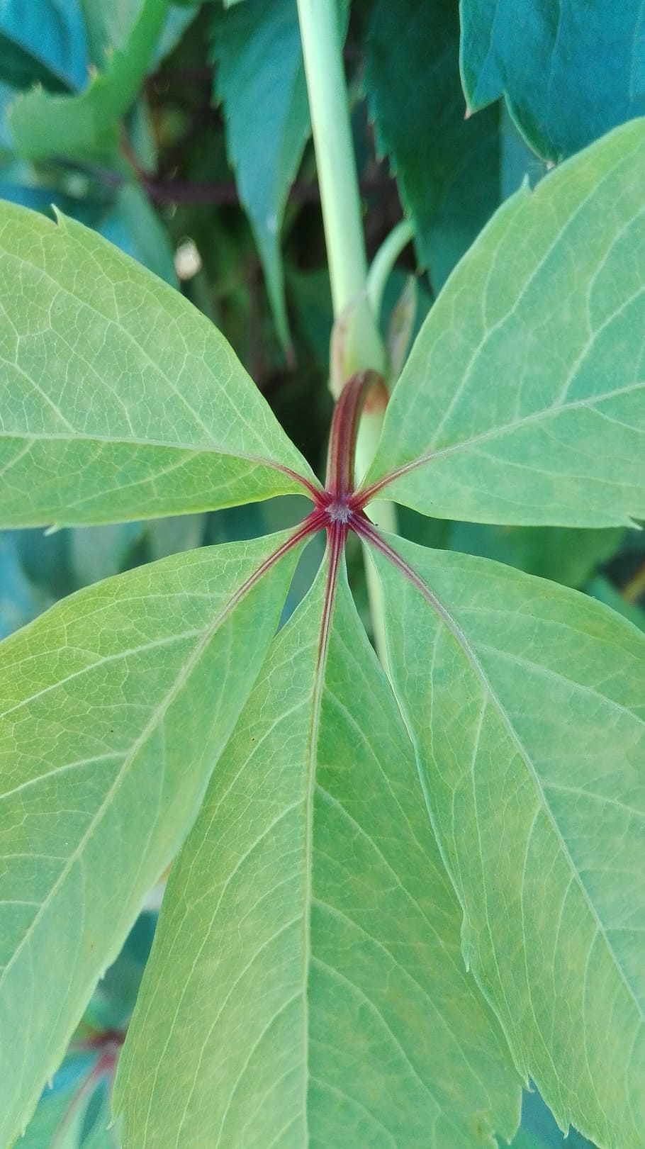 plants, summer, nature, foliage, plant part, leaf, green color HD wallpaper