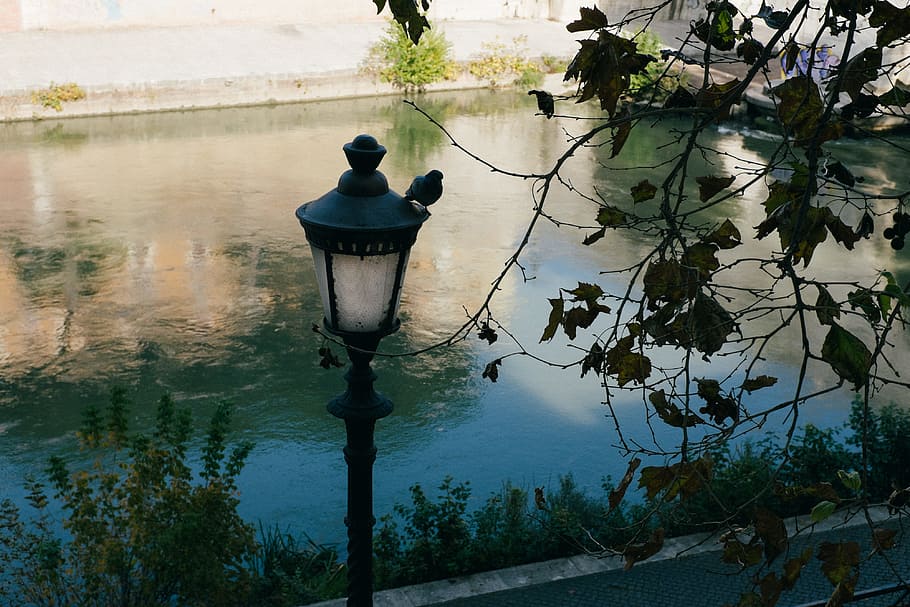Pigeon on the lamp, architecture and Cityscape, water, outdoors HD wallpaper