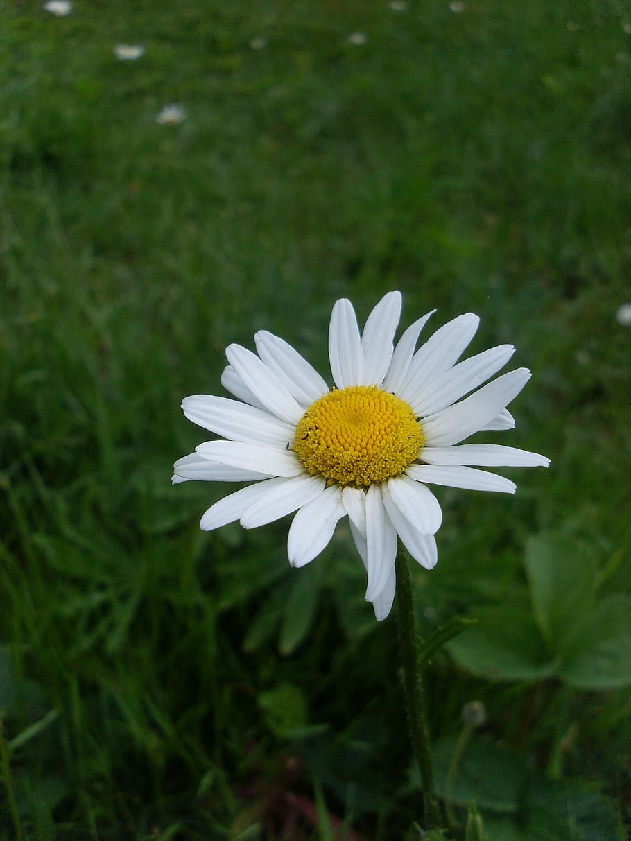 flower, daisy, bloom, summer, closeup, yellow center, summer flowers HD wallpaper