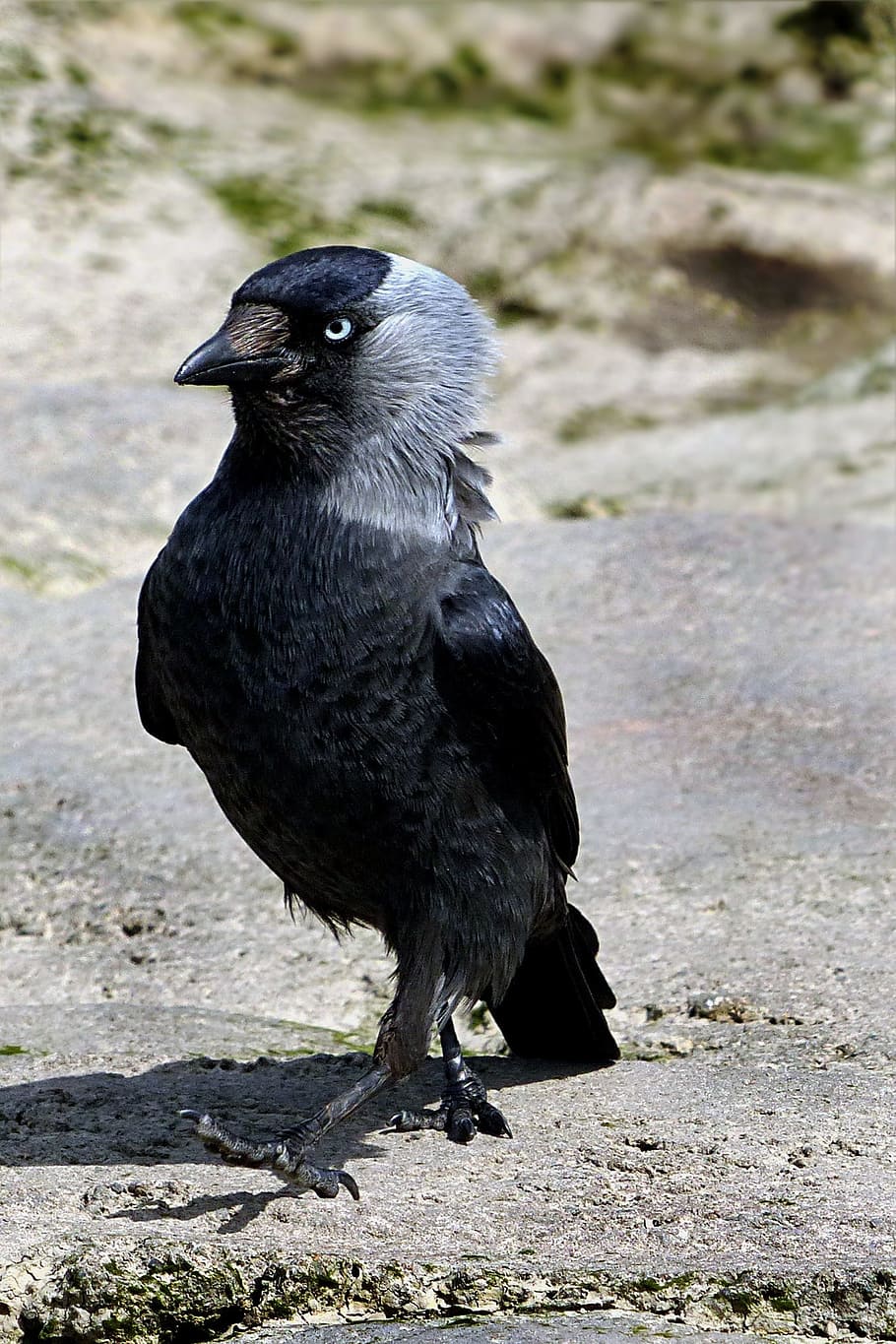animal, bird, jackdaw, foraging, stern look, animal themes HD wallpaper