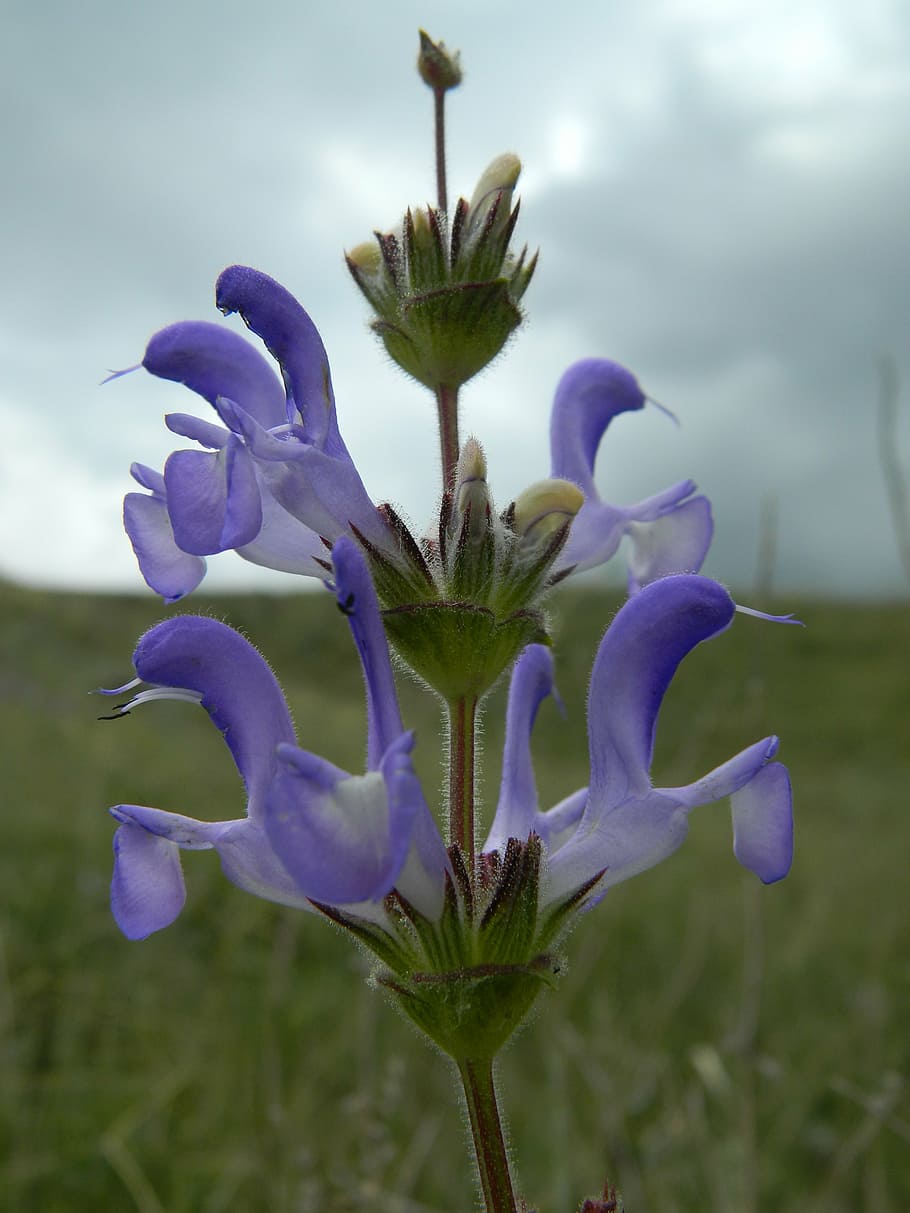 wild chichewa, rural, close-up, flowering plant, growth, beauty in nature HD wallpaper