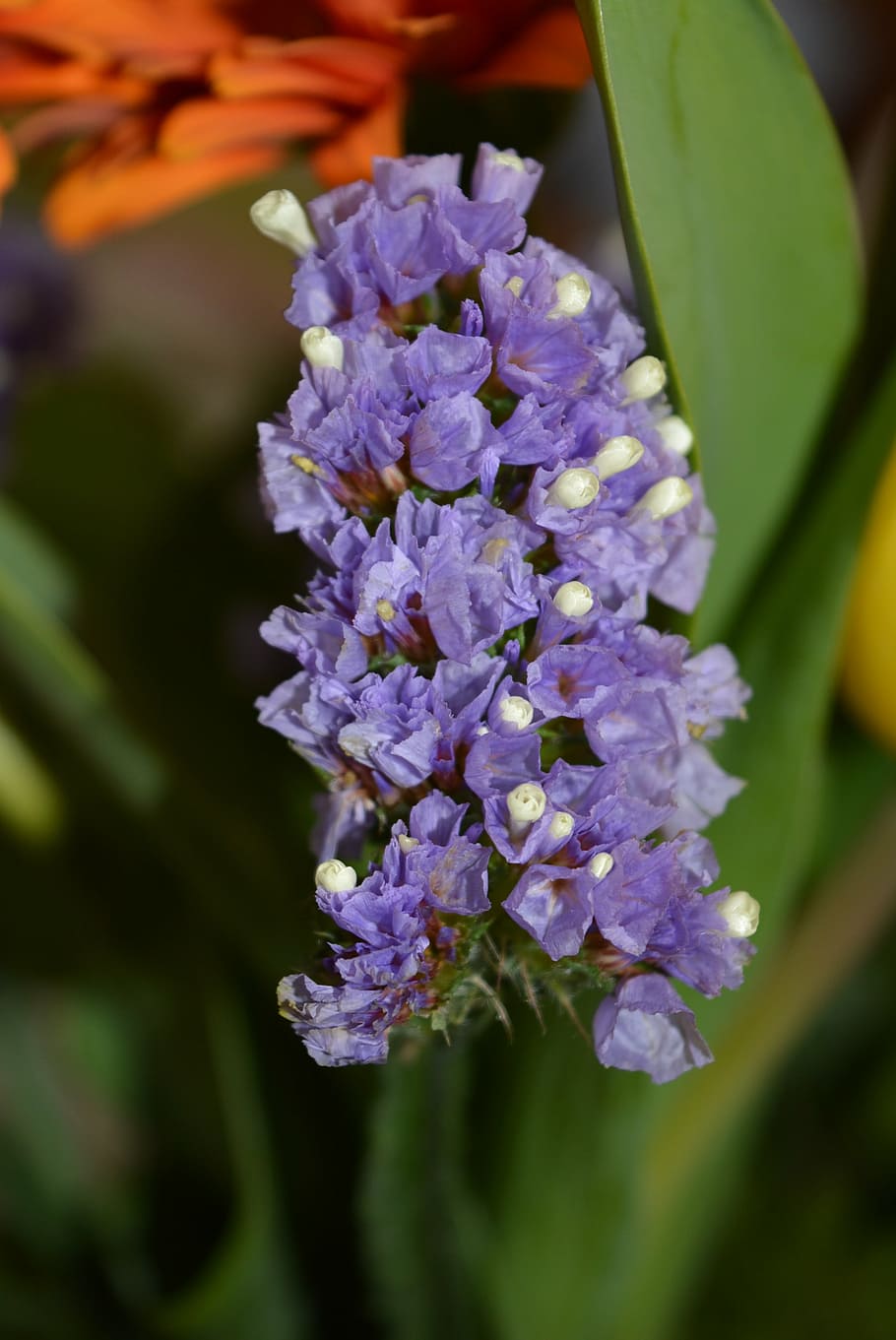 beach lilac, blossom, bloom, violet, trockenblume, winged beach lilac HD wallpaper
