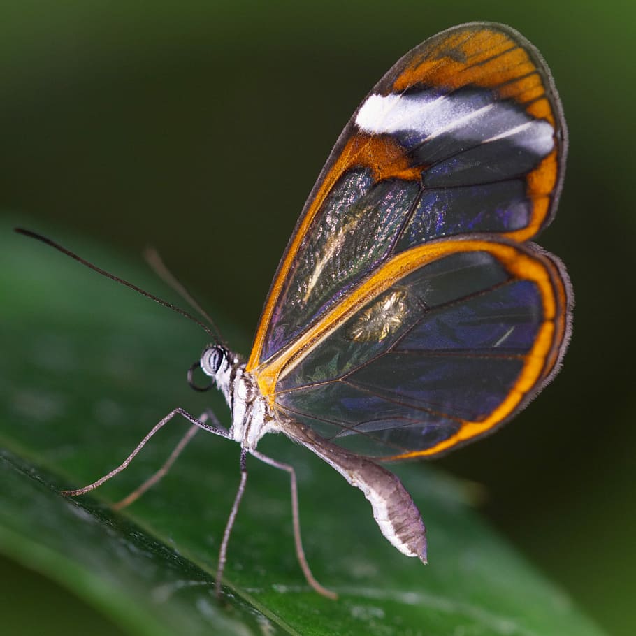 butterfly, insect, wing, nature, lepidoptera, invertebrate HD wallpaper