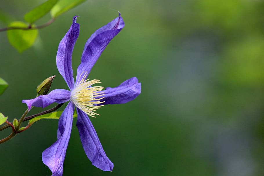 clematis, flower, plant, summer, bright, macro, garden flower HD wallpaper