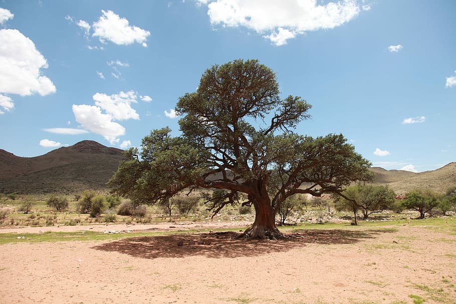 Africa, Trees, Veld, Scenery, Outdoor, reserve, bush, dry, landscape HD wallpaper