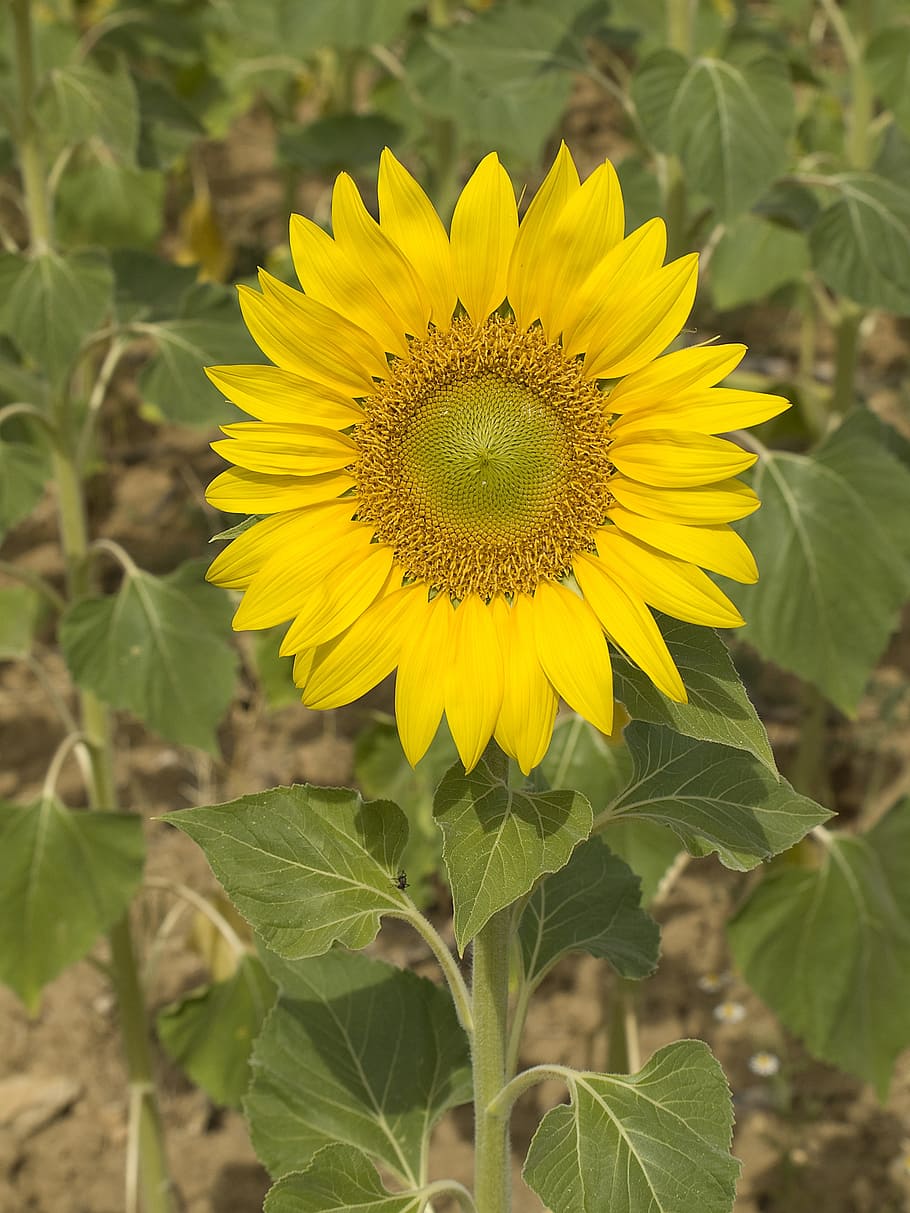 sunflower, pipes, plant, nature, yellow flower, pollen, flowering plant HD wallpaper