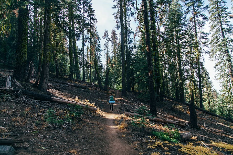 woman walking on trail in forest, woman walking between trees HD wallpaper
